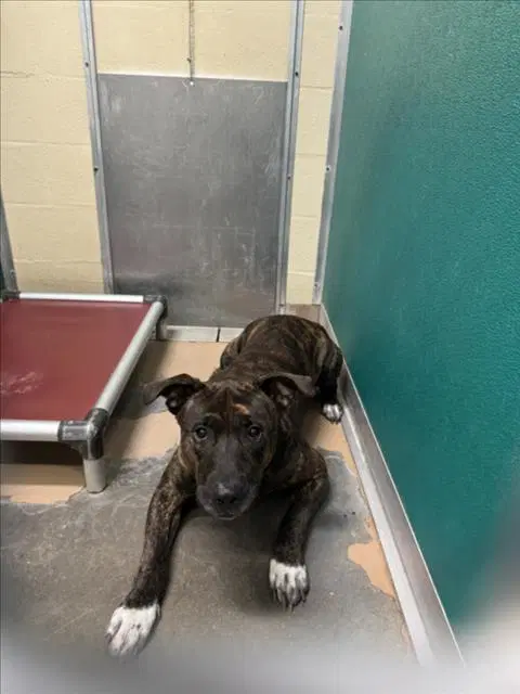 Pax - Pit Bull Terrier