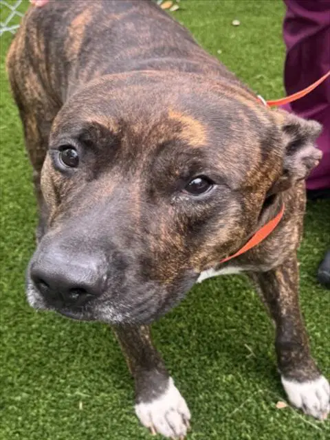 Pax - Pit Bull Terrier