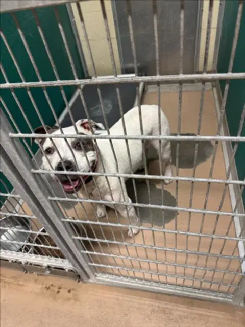 Fiona - Pit Bull Terrier