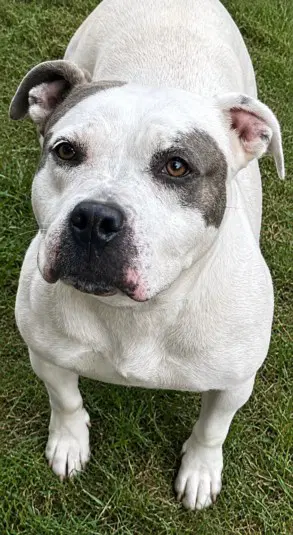 Fiona - Pit Bull Terrier
