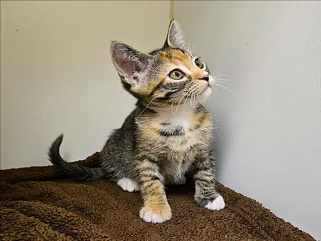 Shiraz - Domestic Short Hair