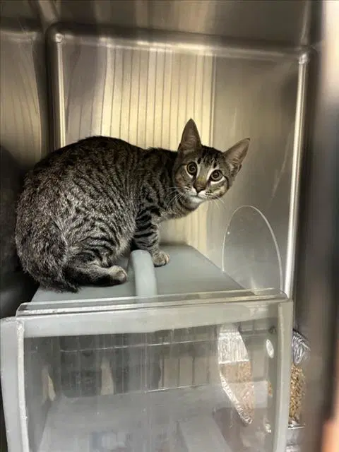 Triple Nut Caramel - Domestic Short Hair