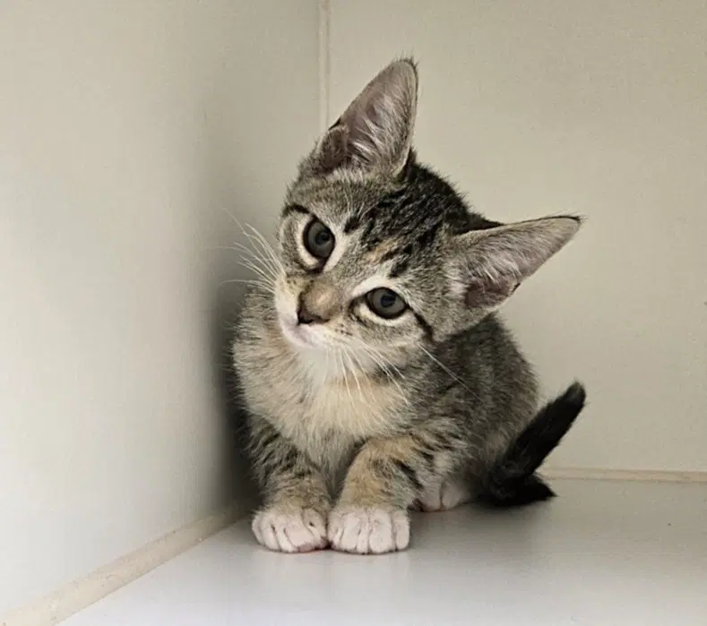 Pinot - Domestic Short Hair