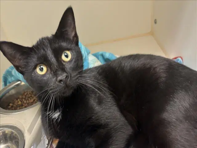 Kovu - Domestic Short Hair