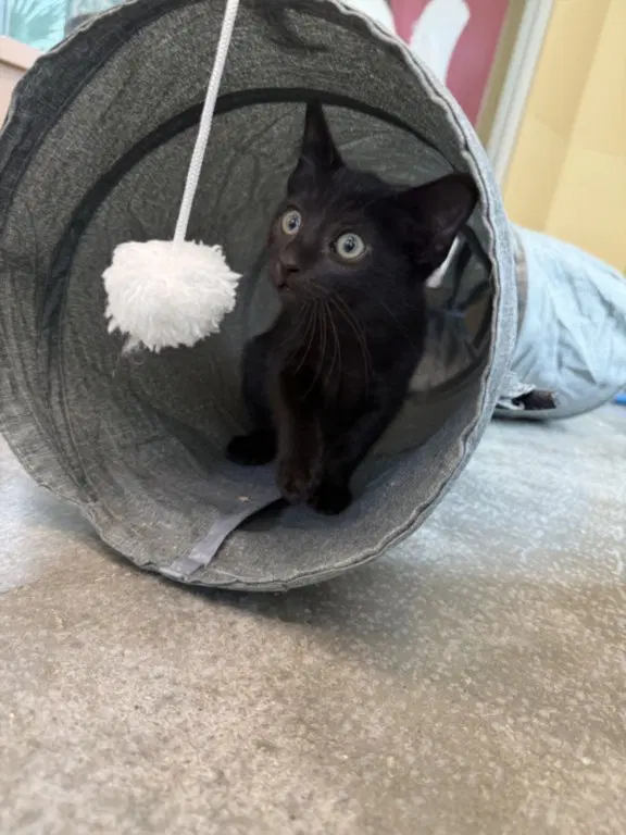Marlin - Domestic Short Hair