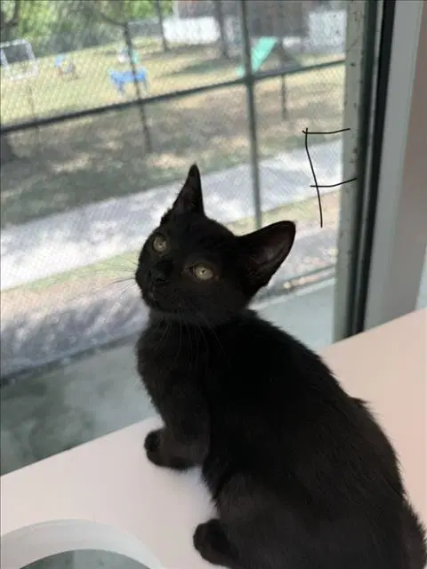 Caviar - Domestic Short Hair