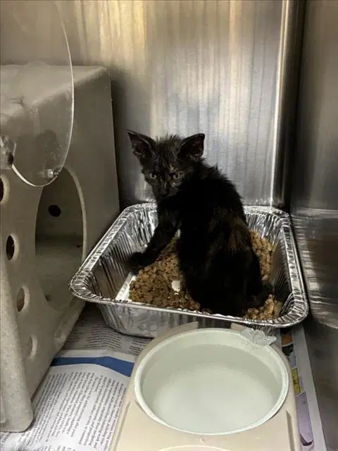 Fiji - Domestic Short Hair