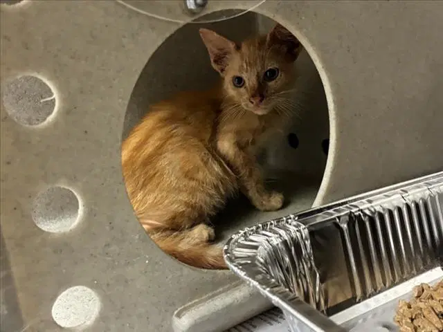 Dasani - Domestic Short Hair