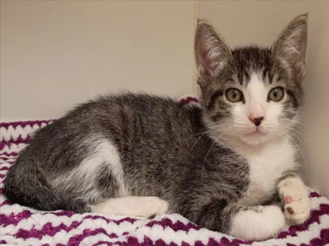 Koi - Domestic Short Hair