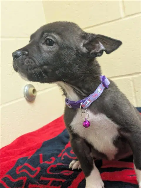 Tesla - Pit Bull Terrier