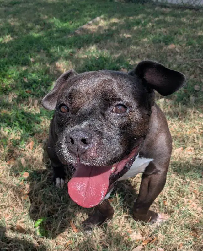 Wolfgang Puck - American Pit Bull Terrier