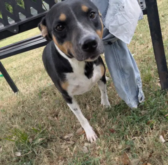 Flower - Australian Cattle Dog/Blue Heeler