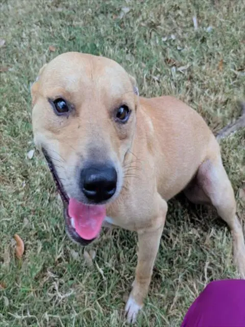 Rizz - Pit Bull Terrier