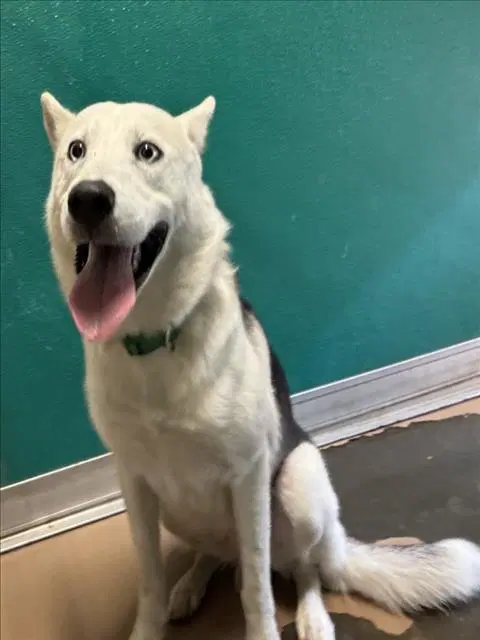 Blizzard - Siberian Husky