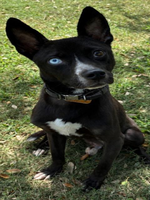Baron Von Bark