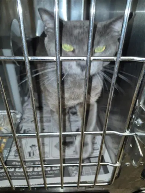 Nikolai - Russian Blue