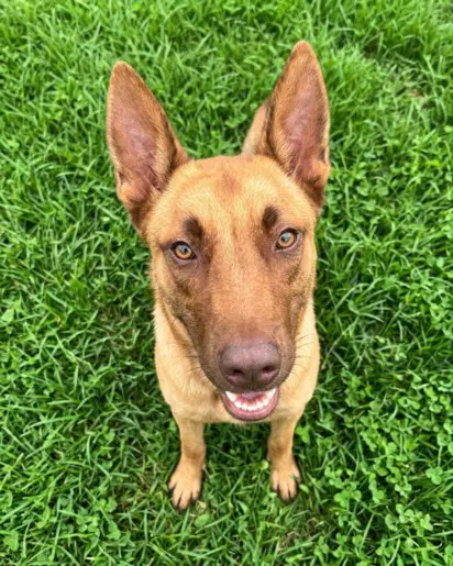 Jimmy Chew - German Shepherd Dog
