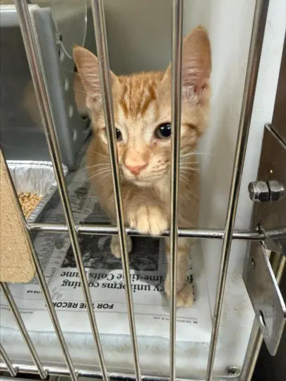 Purnella - Domestic Short Hair