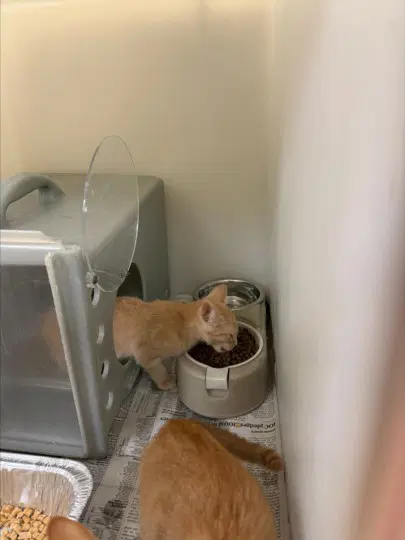 Purlina - Domestic Short Hair