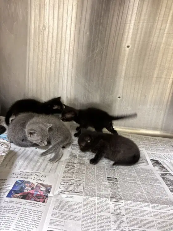Unknown - Domestic Short Hair