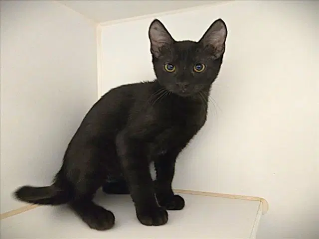 Unknown - Domestic Short Hair