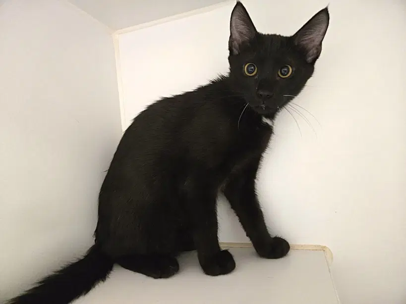 Unknown - Domestic Short Hair