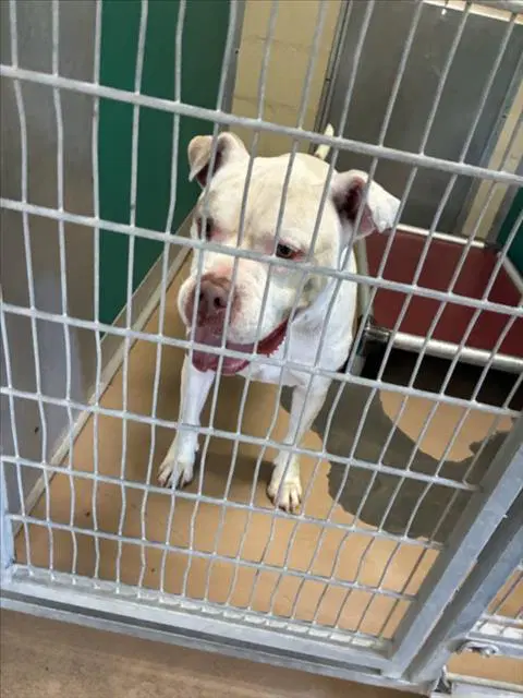 Streets - Pit Bull Terrier