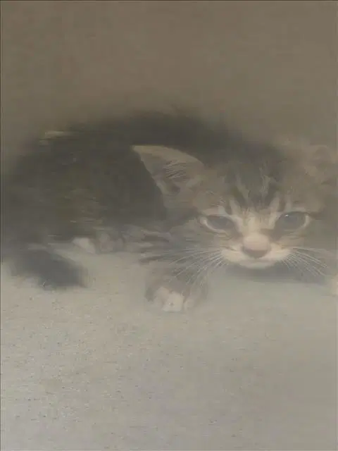 Hendrick - Domestic Short Hair