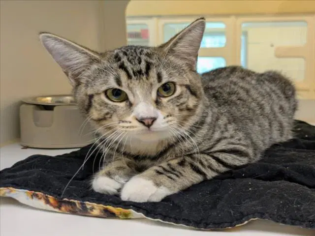 Hendrick - Domestic Short Hair
