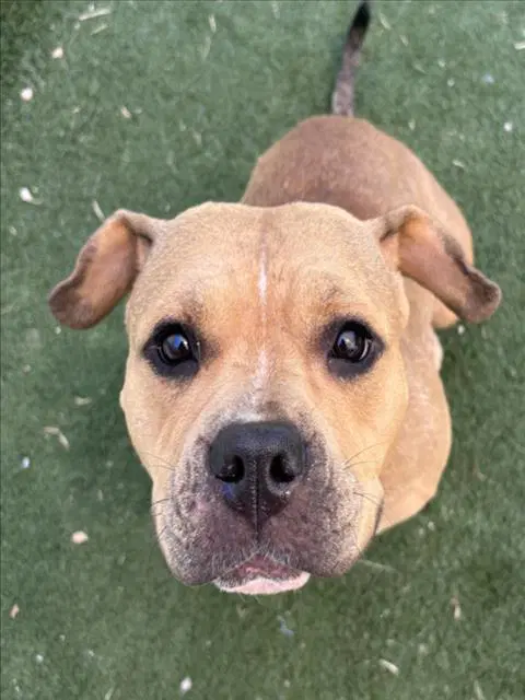 Crouton - American Pit Bull Terrier