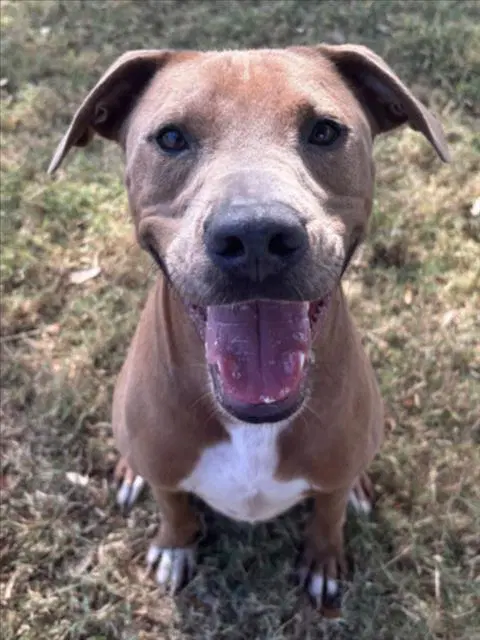 Bruno - Pit Bull Terrier