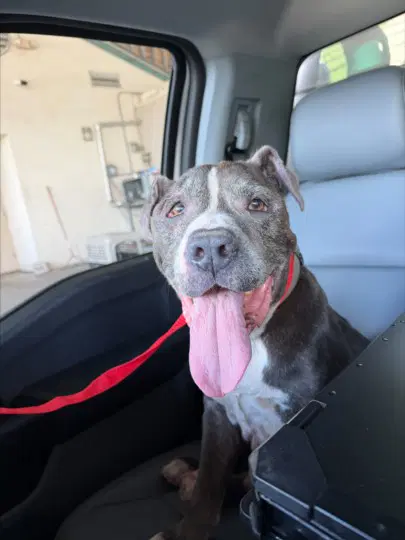 Bark Antony - Pit Bull Terrier