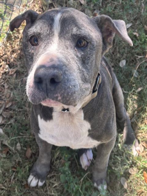 Bark Antony, Pit Bull Terrier (short coat)