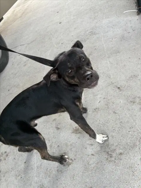 Nibblet - Pit Bull Terrier