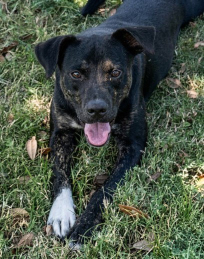 NIBBLET, a dog for adoption from Galveston County Animal Shelter