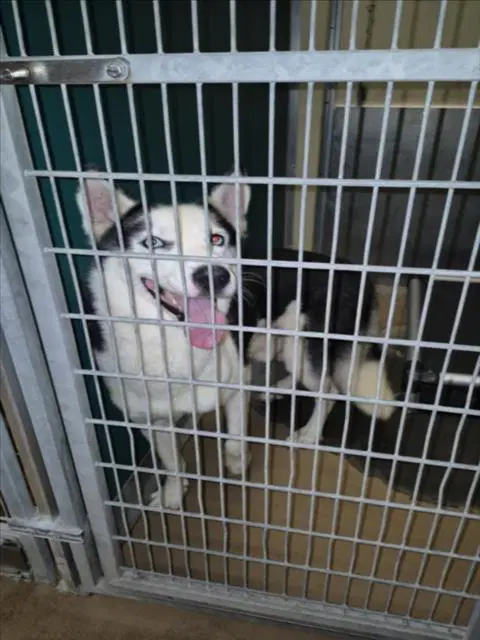 Bill Furry - Husky