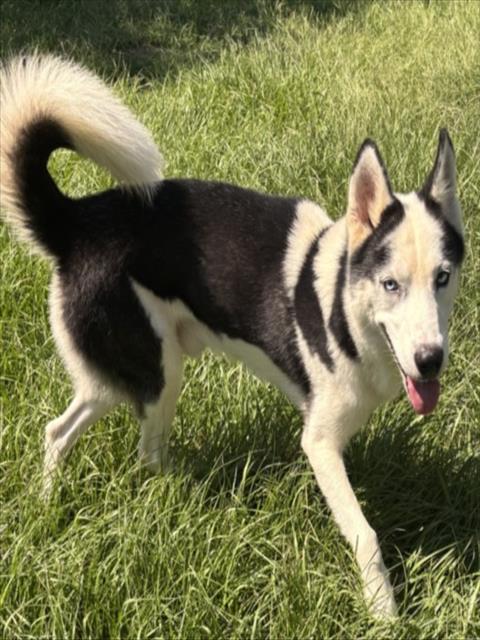 BILL FURRY, a dog for adoption from Galveston County Animal Shelter