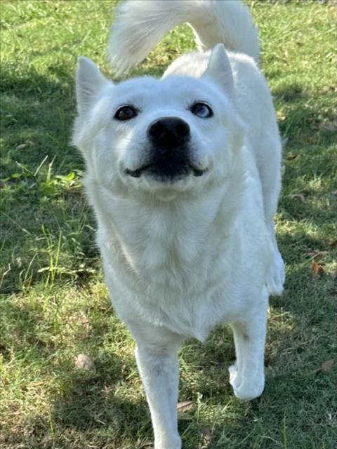 PAWDREY HEPBURN, a dog for adoption from Galveston County Animal Shelter