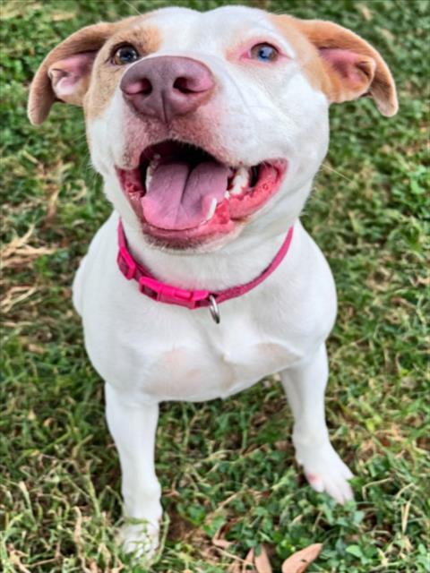 ARYA BARK, a dog for adoption from Galveston County Animal Shelter