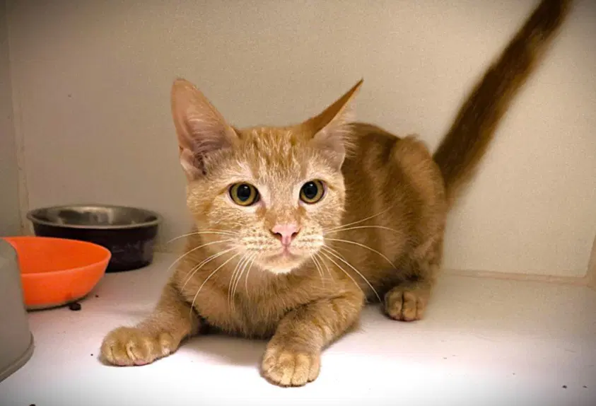 Dasani - Domestic Short Hair