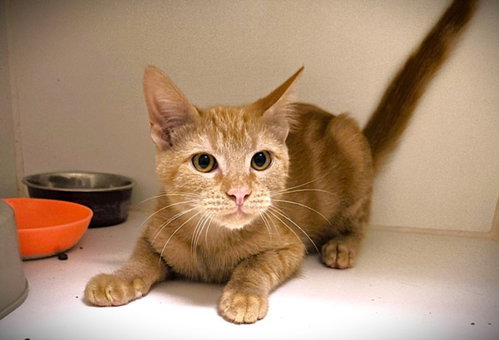 DASANI, a cat for adoption from Galveston County Animal Shelter