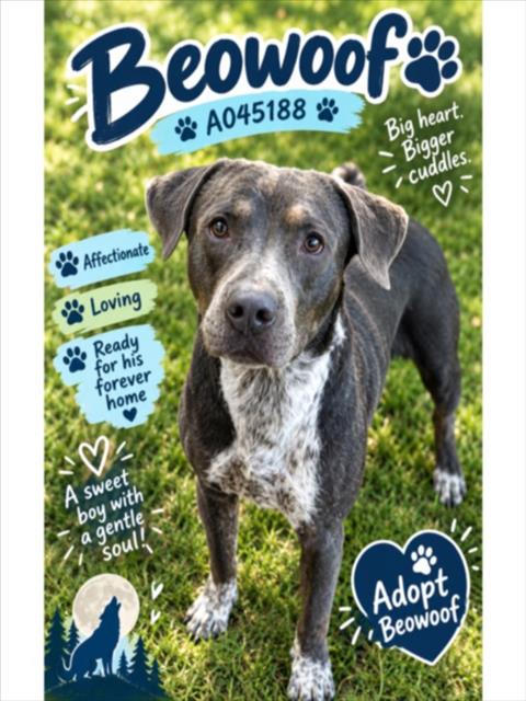 Beowoof, Pit Bull Terrier / Mixed (short coat)