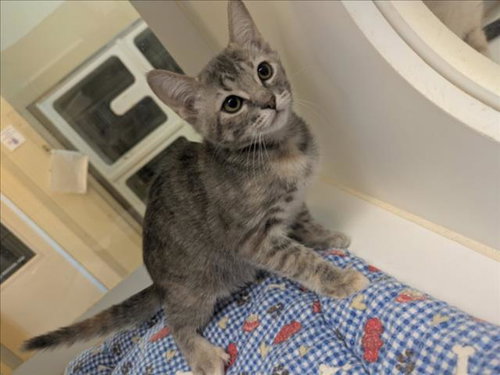 ANGELA, a cat for adoption from Galveston County Animal Shelter