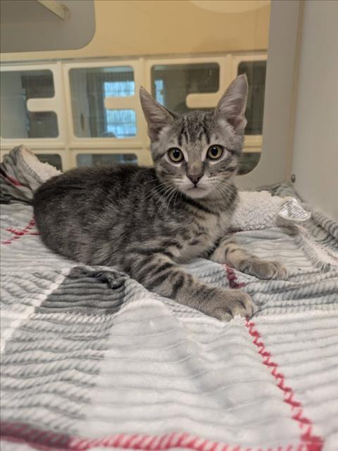 GHOST, a cat for adoption from Galveston County Animal Shelter