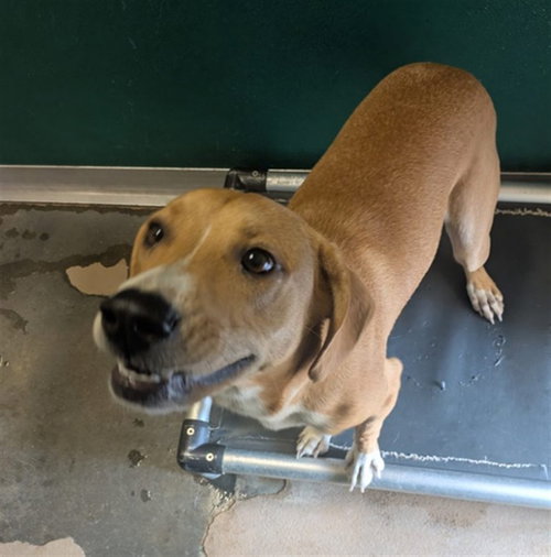 CHILL, a dog for adoption from Galveston County Animal Shelter