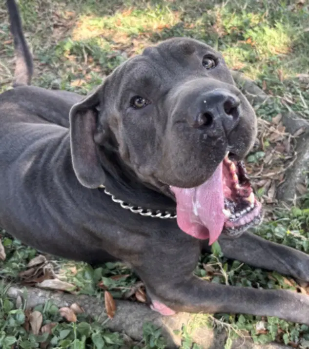 Bluey - Chinese Shar-Pei