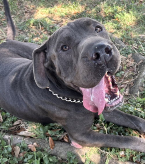 BLUEY, a dog for adoption from Galveston County Animal Shelter