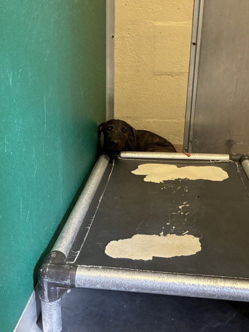 LEDA, a dog for adoption from Galveston County Animal Shelter