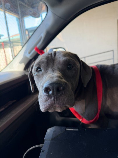 BLUEE, a dog for adoption from Galveston County Animal Shelter