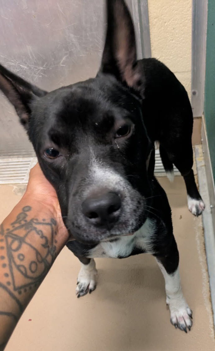 Buttercup, Pit Bull Terrier